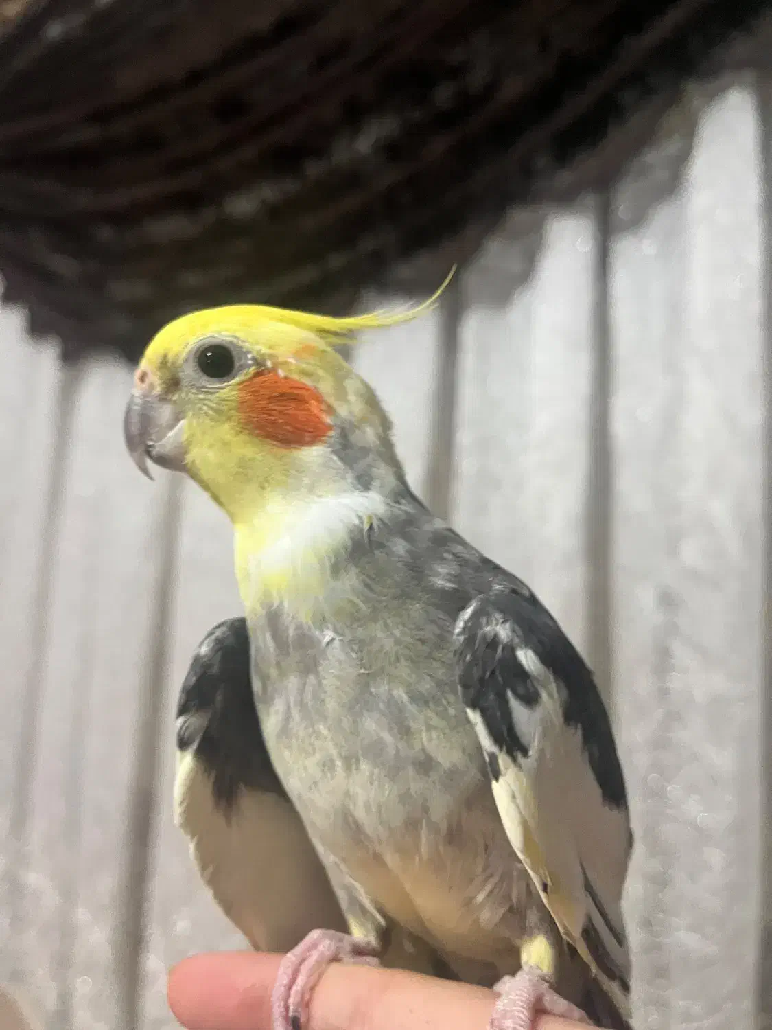 عروس هلندی نر بالغ|پرنده|تهران, جنت‌آباد مرکزی|دیوار