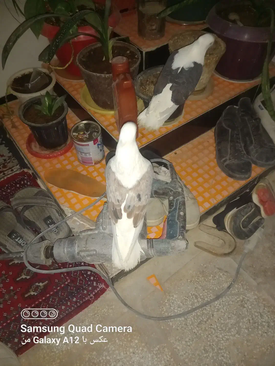 کبوتر پشتی|پرنده|جغتای, |دیوار