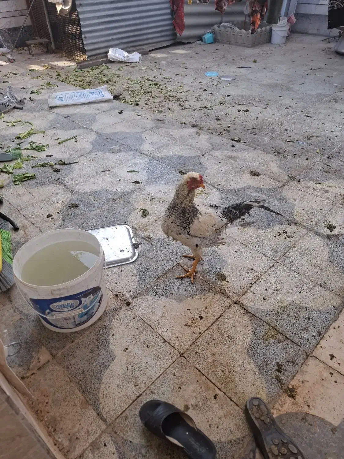 خروس خوب|حیوانات مزرعه|شیراز, پودنک|دیوار