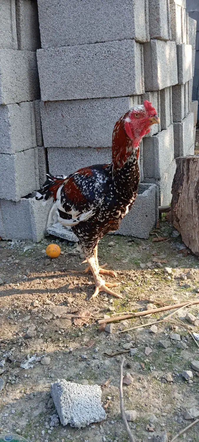 خروس لاری اصیل|حیوانات مزرعه|ماسال, |دیوار