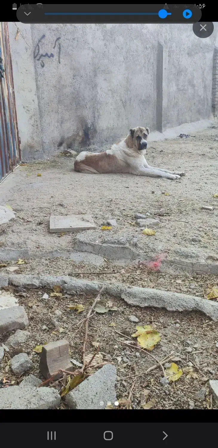 واگزاری سگ خراسانی|سگ|بهار, |دیوار