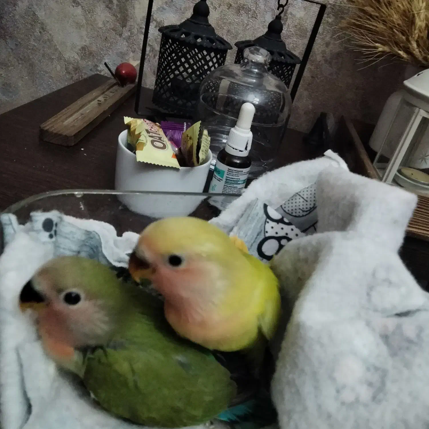 طوطی برزیلی|پرنده|تهران, شهرک پرواز|دیوار