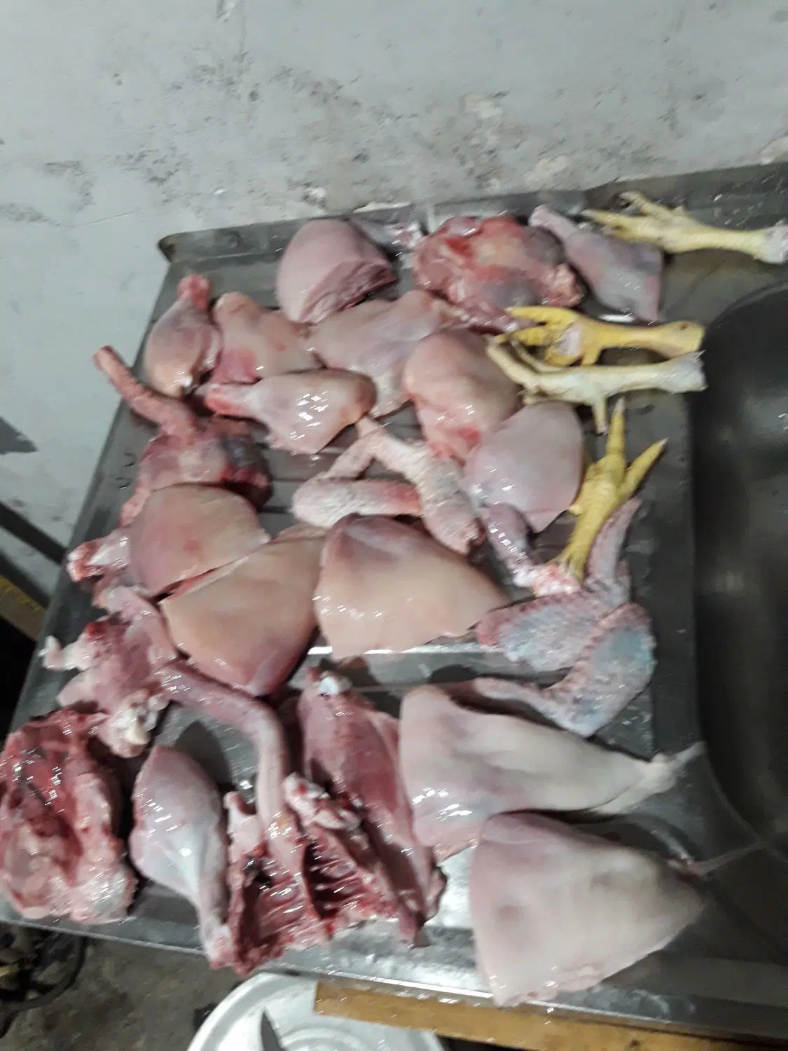 مرغ غذا برایه سگ و گربه|لوازم جانبی حیوانات|رشت, هلال احمر|دیوار