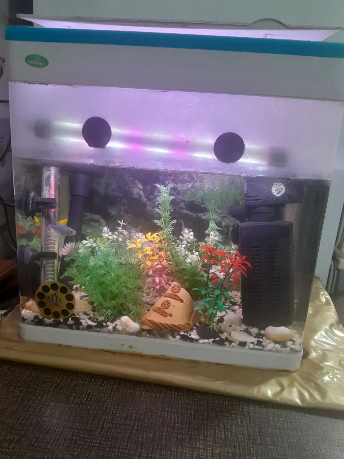 آکواریوم فروشی|ماهی|بروجرد, |دیوار