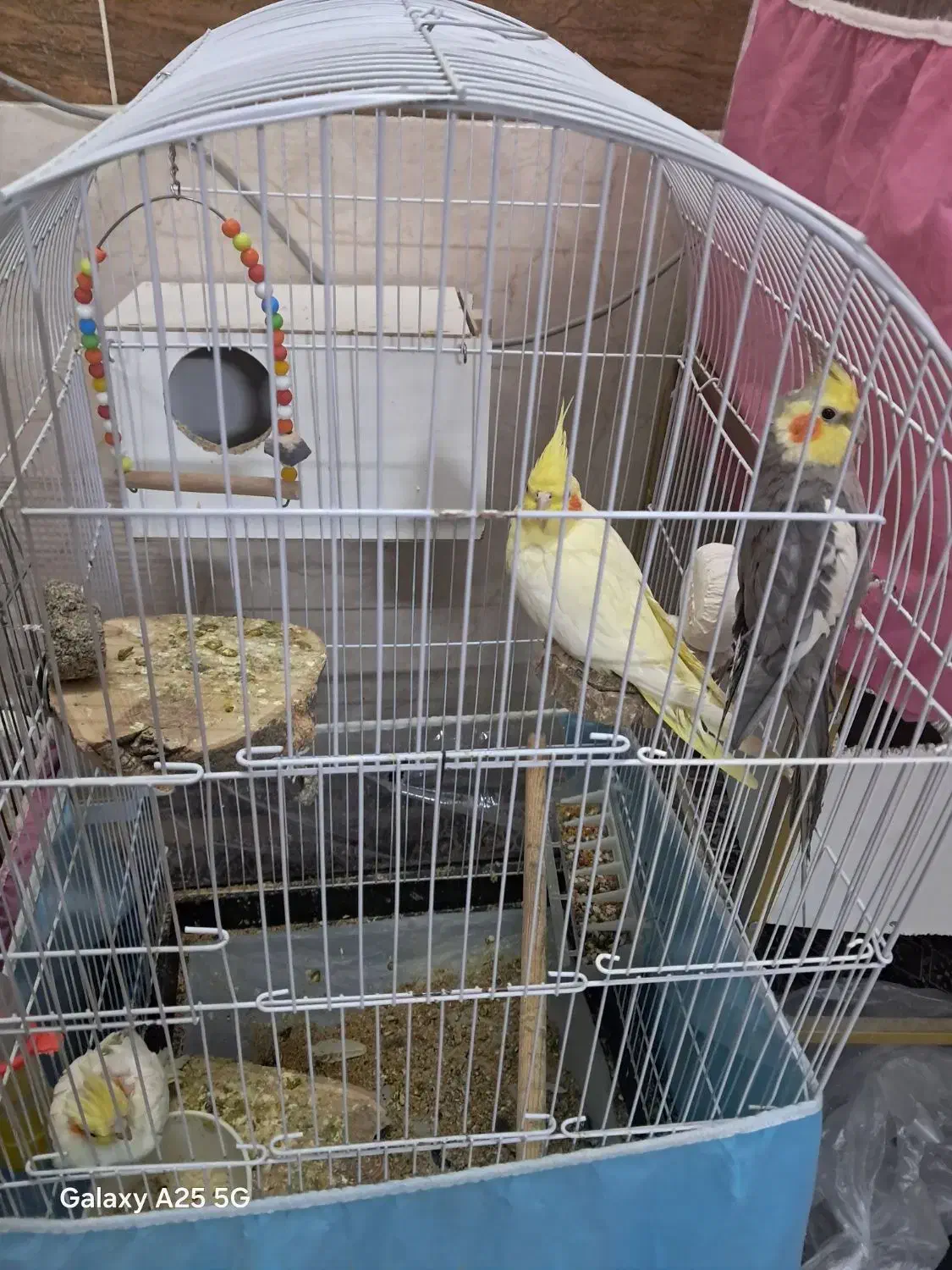 جفت عروس هلندی|پرنده|مشهد, سجادیه|دیوار