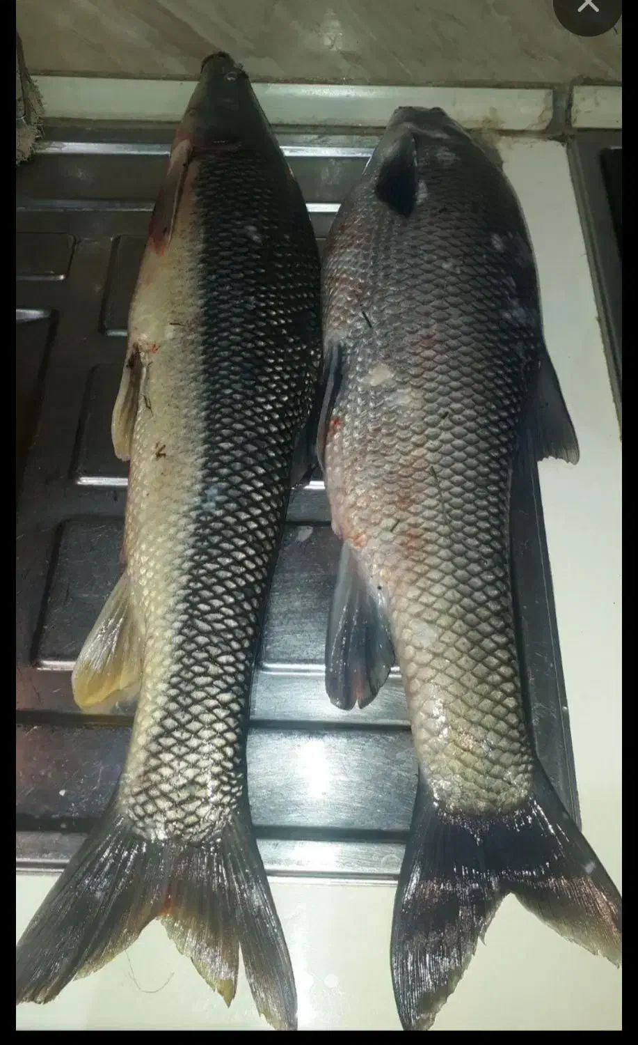 ماهی تازه ارس|ماهی|مرند, |دیوار