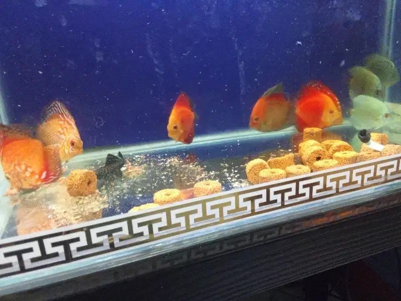 ماهی|ماهی|شهریار, شهرک وائین|دیوار