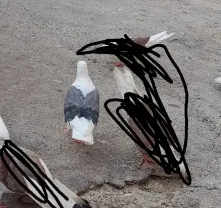 کبوتر فروشی و معاوضه با طوقی|پرنده|دره شهر, |دیوار