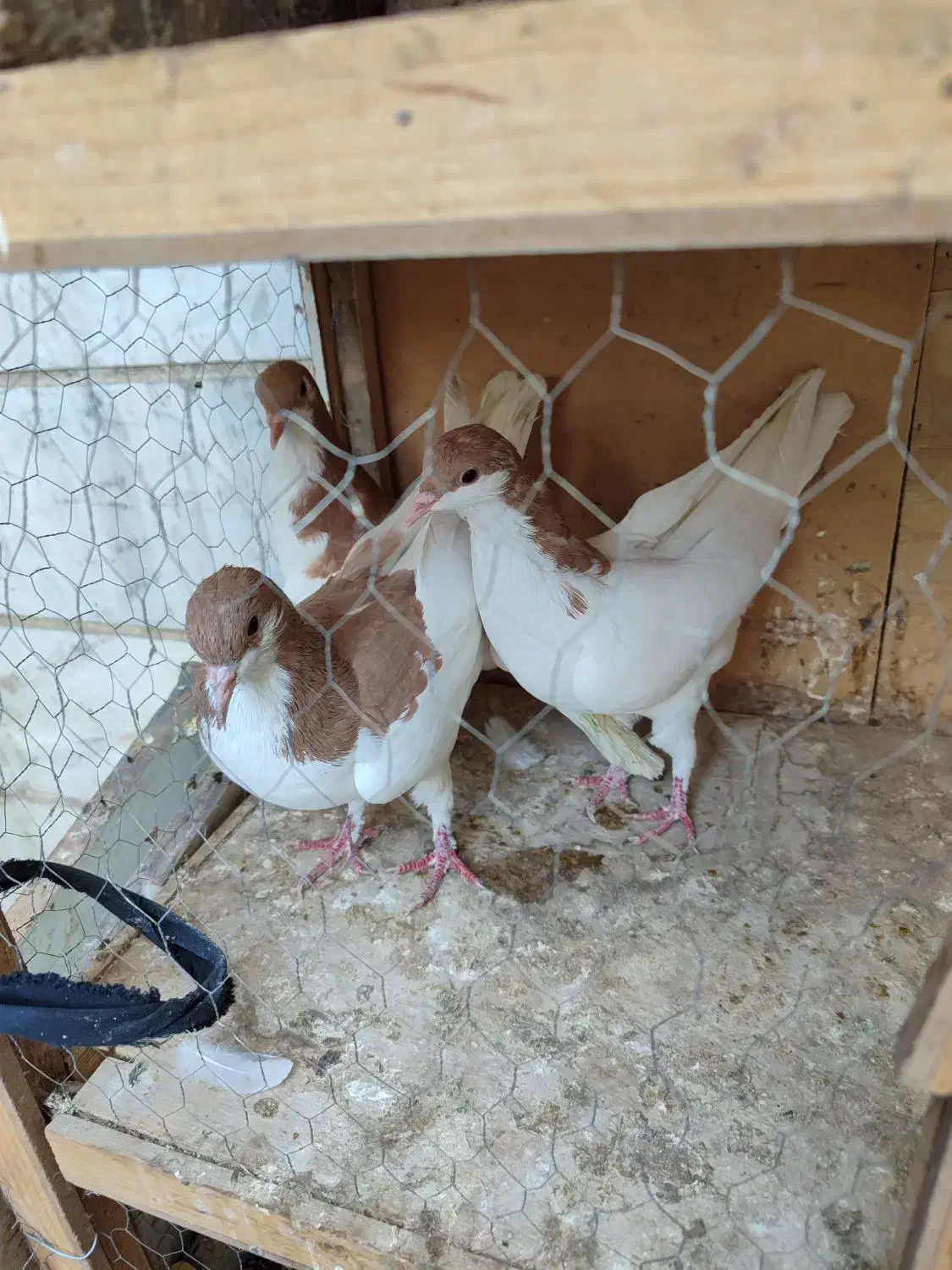 کبوتر جوانه|پرنده|تهران, مسعودیه|دیوار