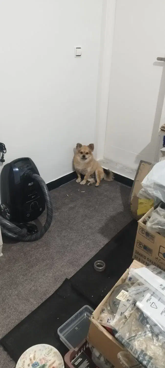 سگ پامرانین|سگ|ماهدشت, |دیوار