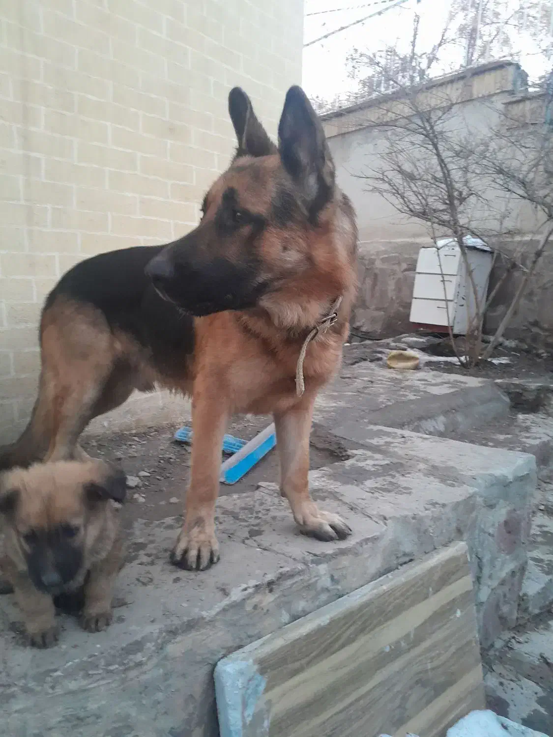 سه عدد سگ ژرمن|سگ|طرقبه, |دیوار