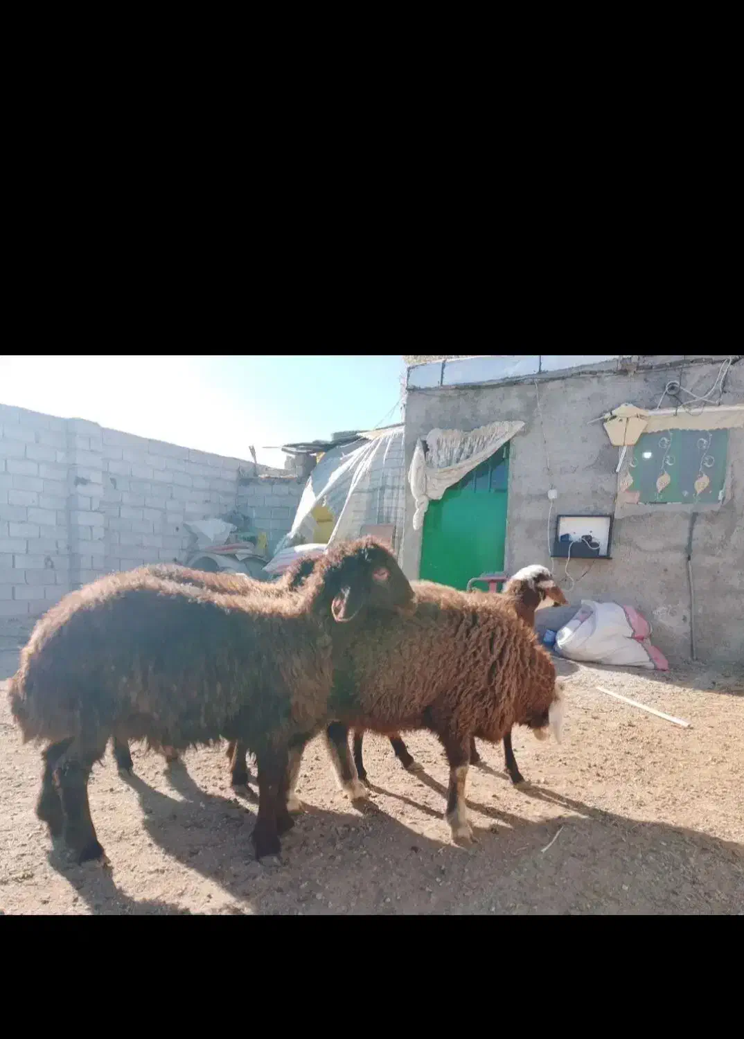 توغلی پرواری|حیوانات مزرعه|سرعین, |دیوار