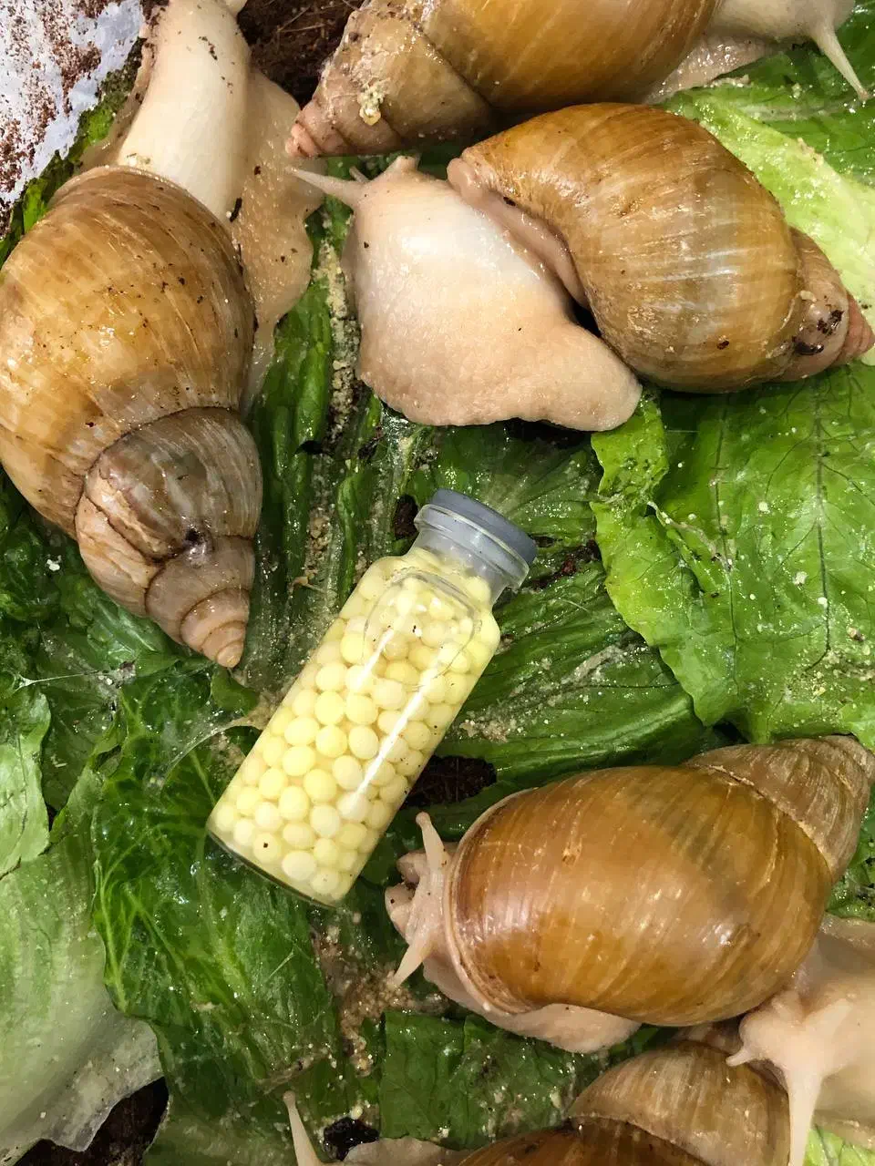 حلزون آچاتانیا|خزنده|تهران, مسعودیه|دیوار