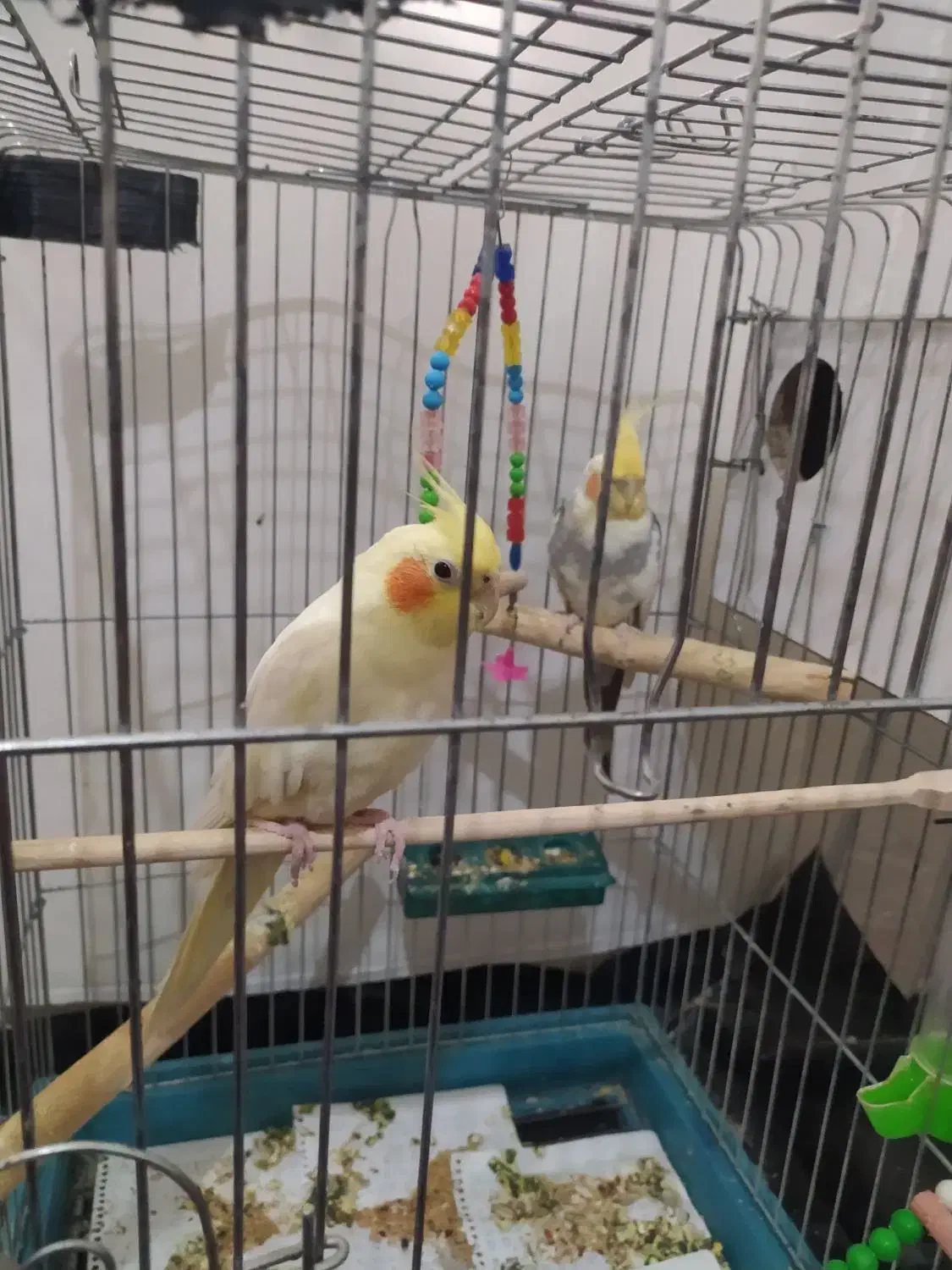 عروس هلندی|پرنده|کبودرآهنگ, |دیوار