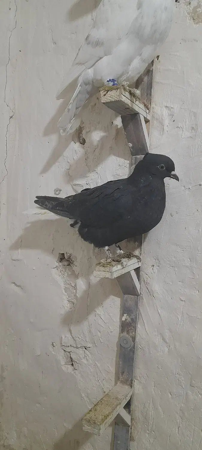 کفتر|پرنده|آبکوه, |دیوار