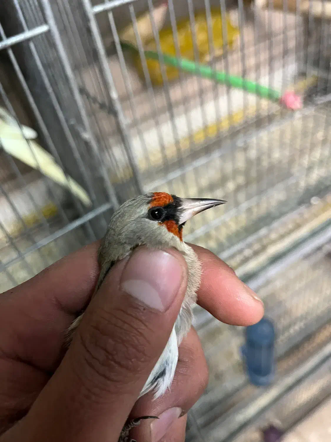 سهره دورگ فوق العاده|پرنده|تهران, دکتر هوشیار|دیوار