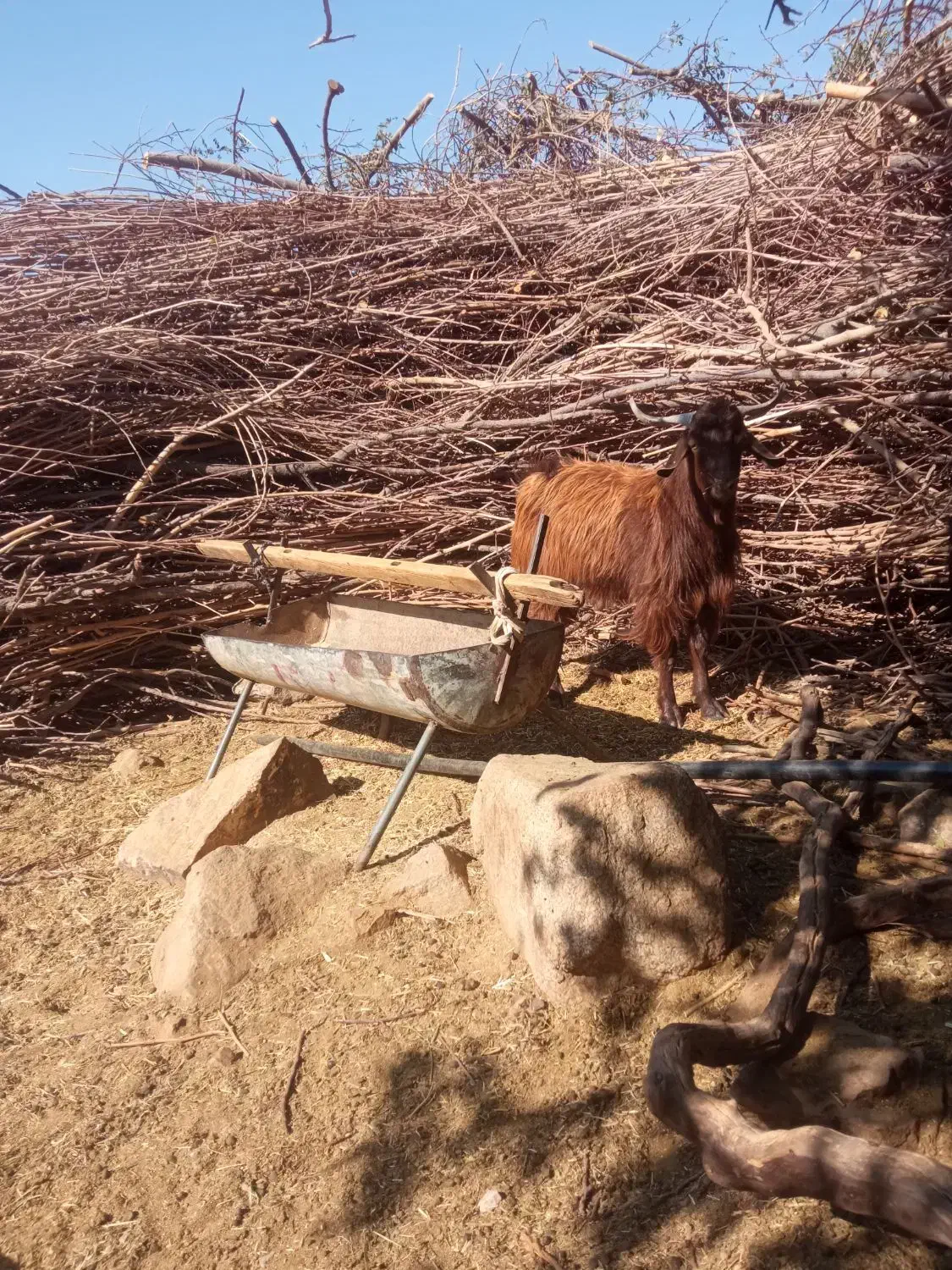 دو عدد کهره نر|حیوانات مزرعه|جبالبارز, |دیوار