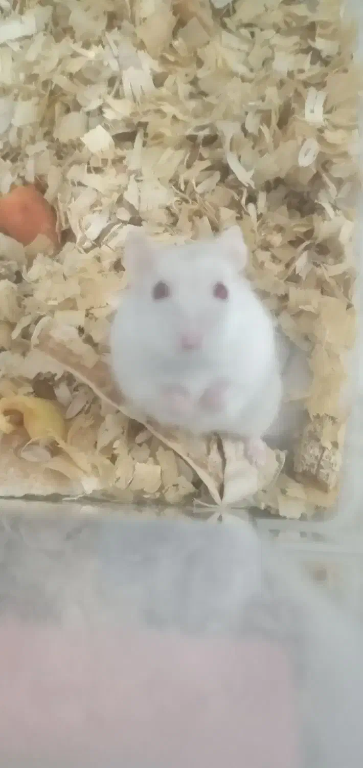 همستر سفید رام|موش و خرگوش|قائمشهر, |دیوار