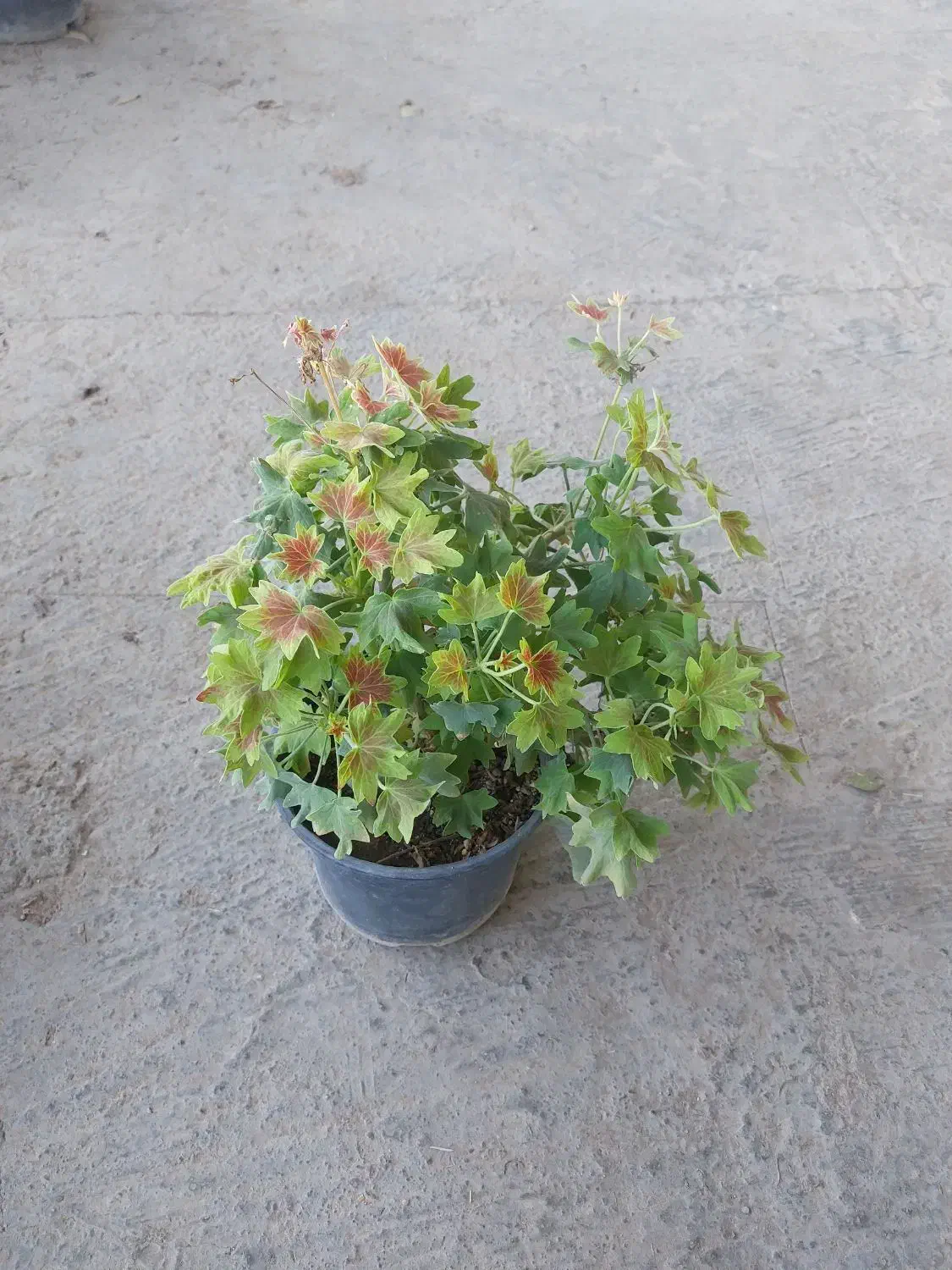 گل های اپارتمانی|گل و گیاه طبیعی|لواسان, |دیوار