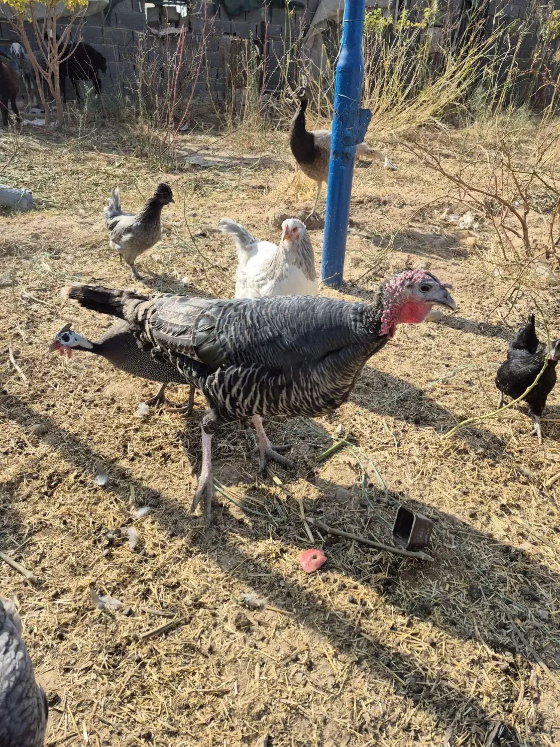 بوقلمون ماده|حیوانات مزرعه|تهران, نازی‌آباد|دیوار