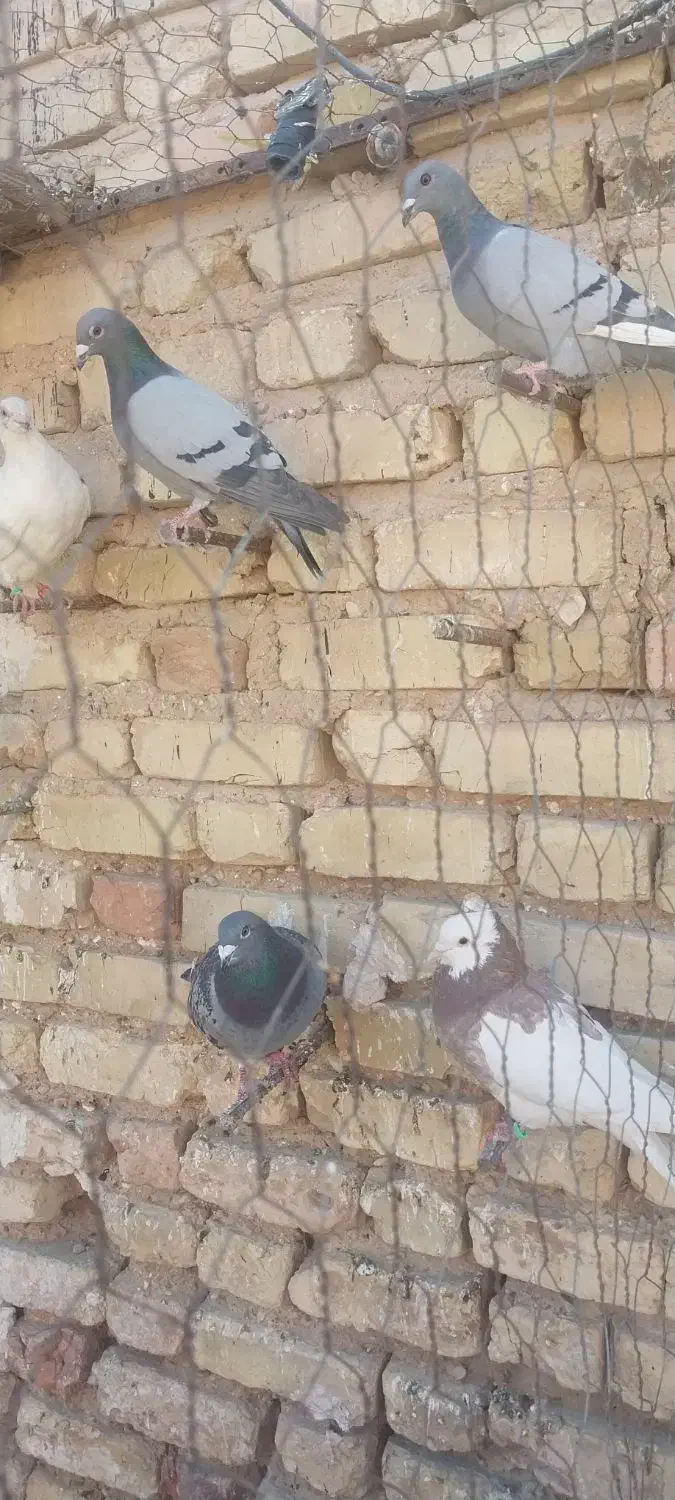 کبوتر پلاکی نر|پرنده|خرامه, |دیوار