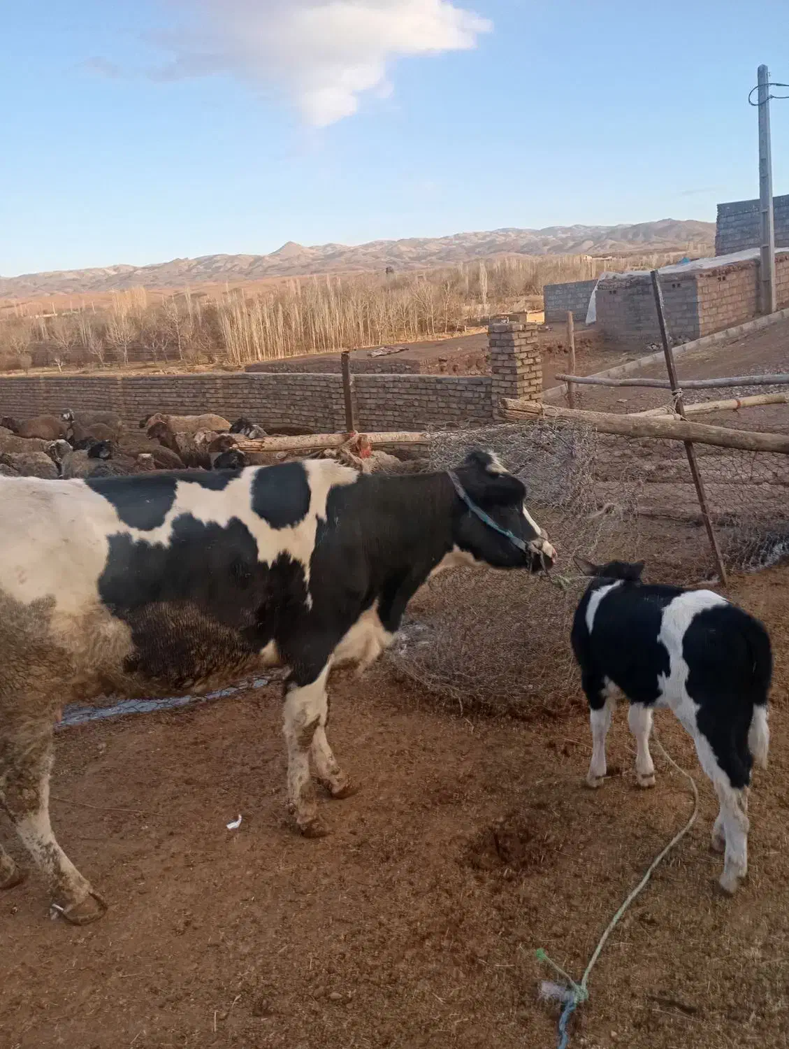 دو عدد گاو|حیوانات مزرعه|بوئین زهرا, |دیوار