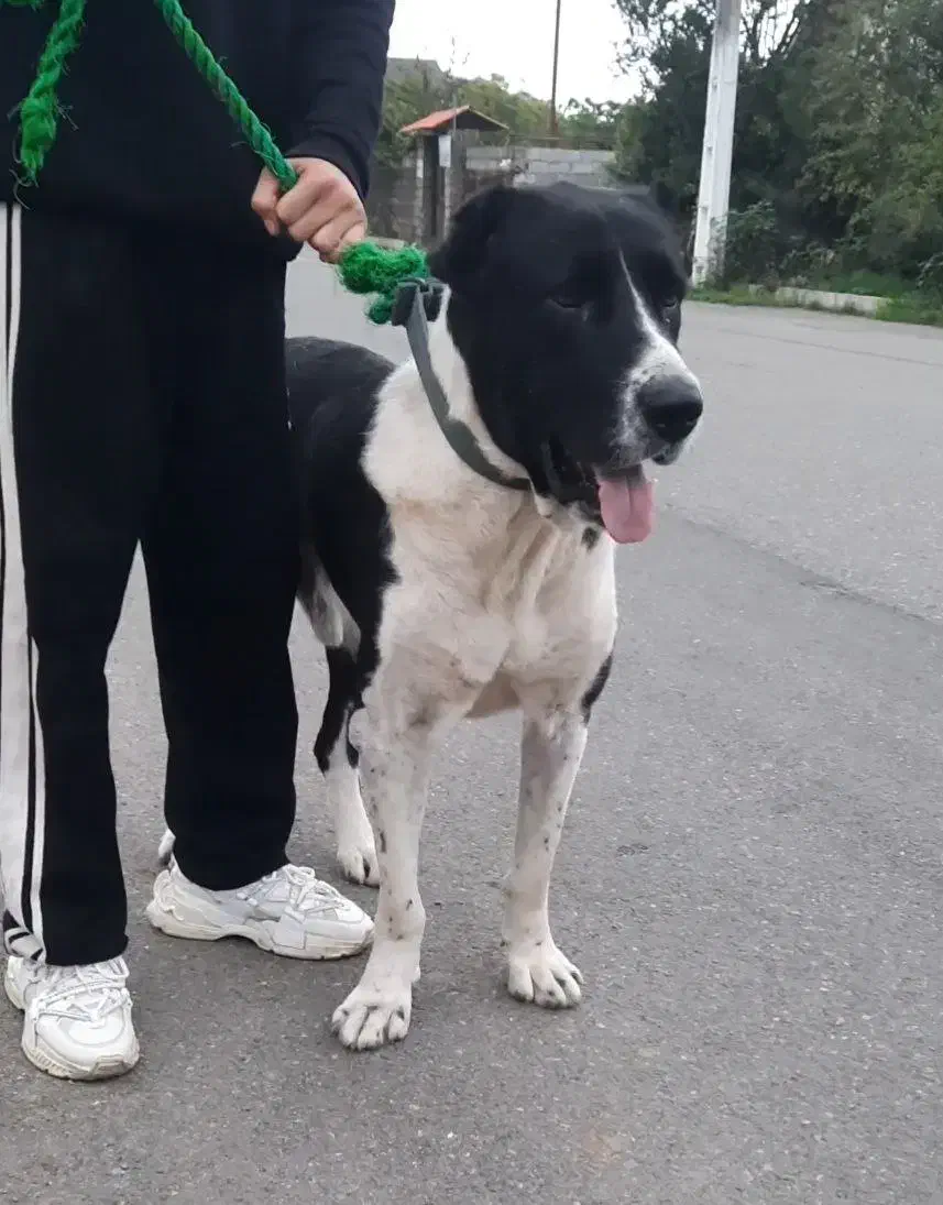 سگ سرابی سن 3 سال|سگ|رامسر, |دیوار