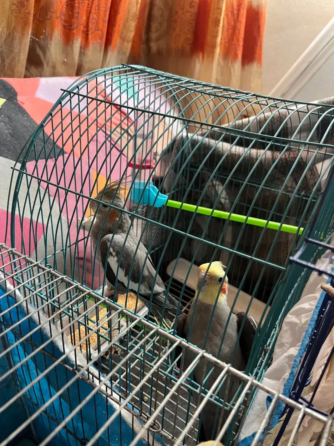 عروس هلندی|پرنده|صومعه‌سرا, |دیوار