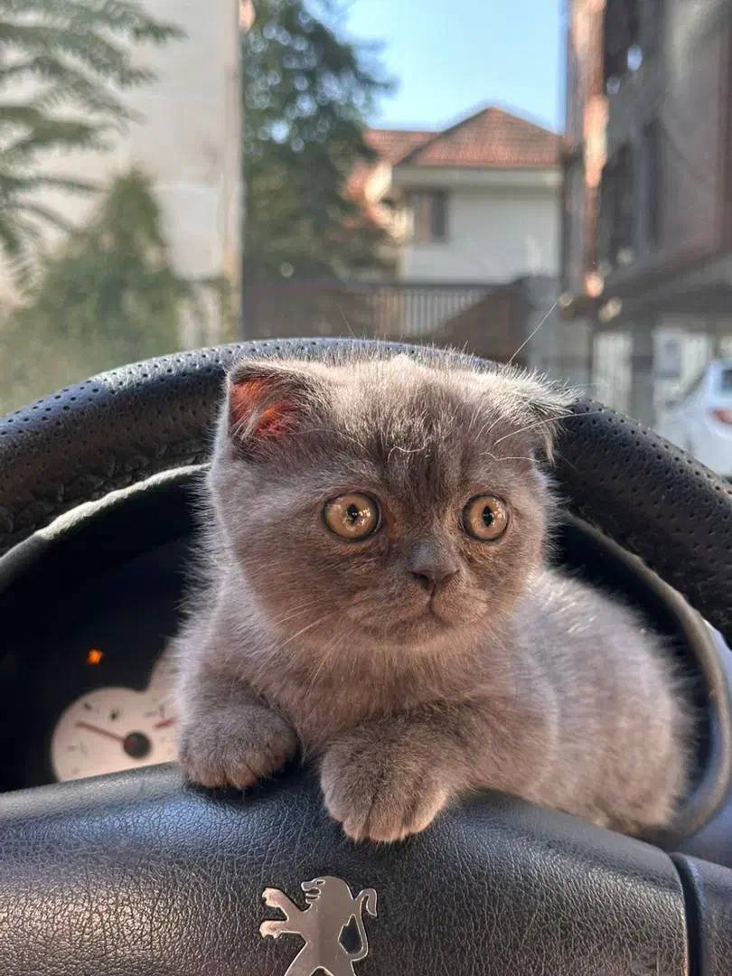 واگذاری گربه اسکاتیش|گربه|آمل, |دیوار