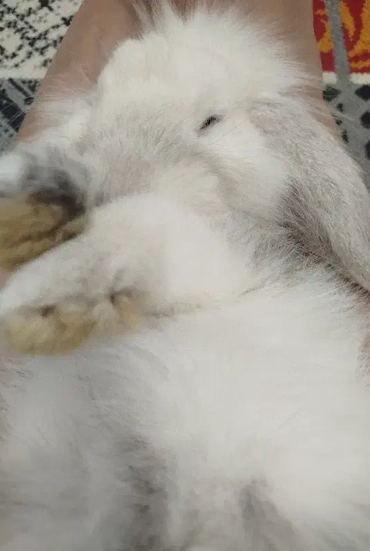 خرگوش لپ|موش و خرگوش|بندرعباس, |دیوار