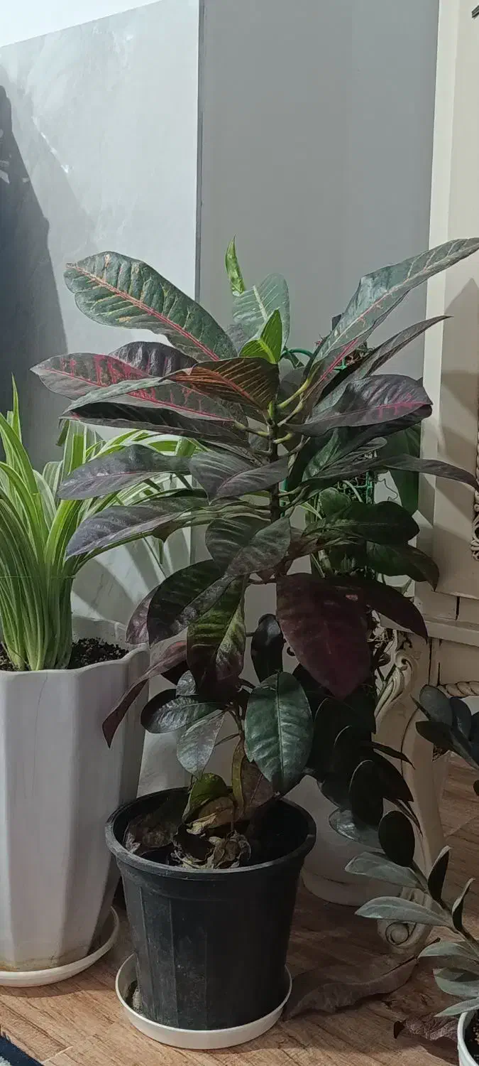 گل های آپارتمانی زیبا|گل و گیاه طبیعی|پاکدشت, پاکدشت (مامازند)|دیوار