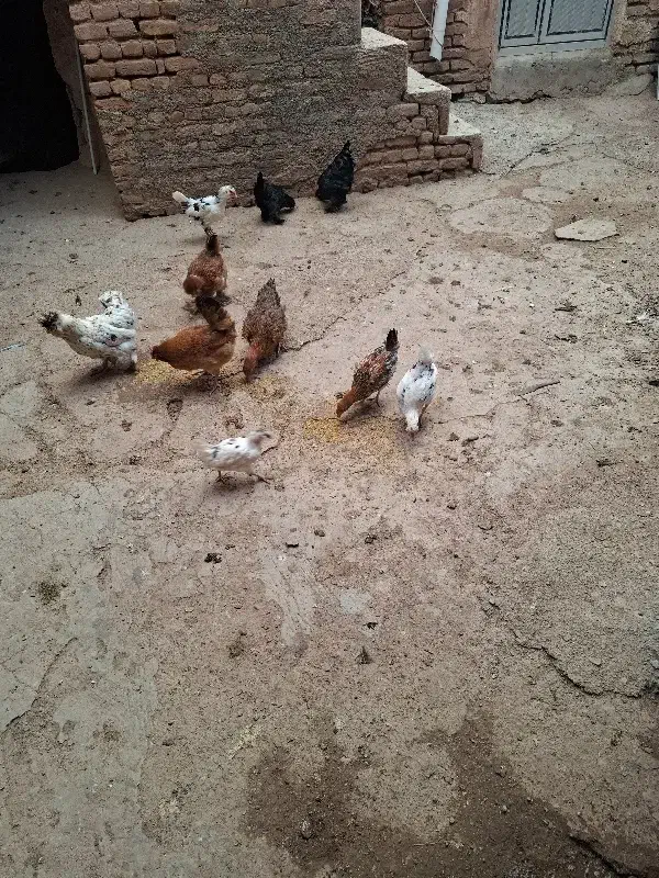 مرغ|حیوانات مزرعه|صوفیان, |دیوار