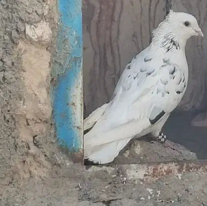 کفتر نر سرور دم سفید|پرنده|سیدان, |دیوار