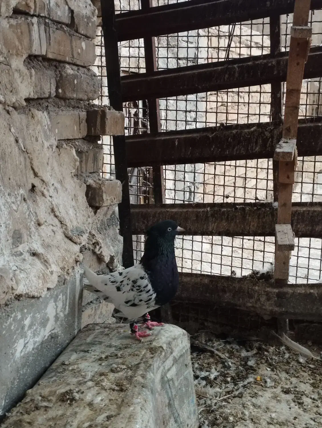 کبوتر کله سیاه|پرنده|دزفول, |دیوار