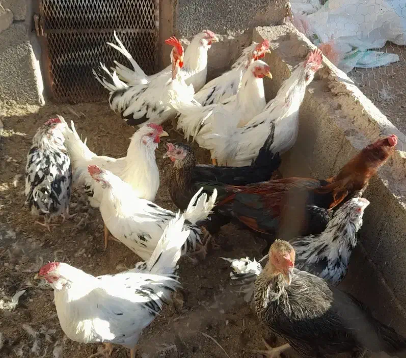 حراج و فروش خروس گلین/مرغ وخروس لاری/مرغ محلی|حراج|رفسنجان, |دیوار