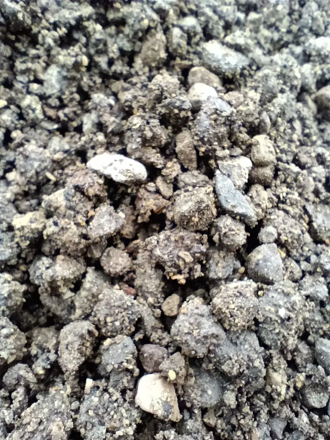 ماسه   مخصوص کیوی|خدمات باغبانی و درختکاری|چوبر, |دیوار