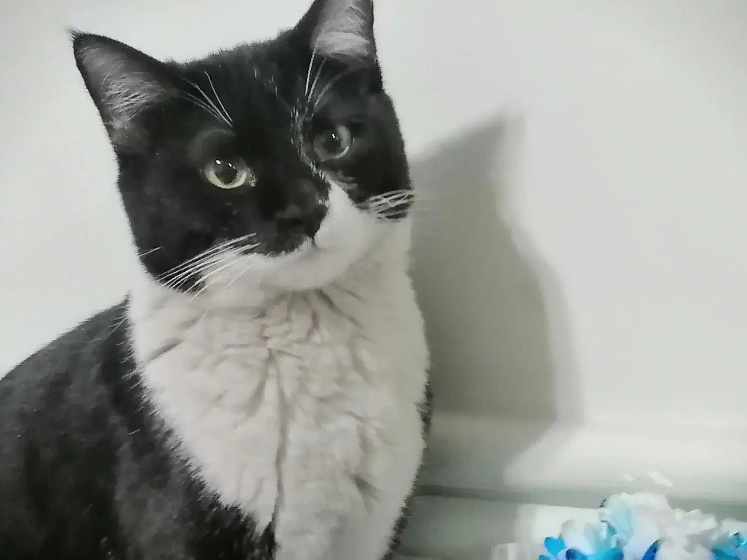 گمشده|گربه|نجف‌آباد, ویلاشهر|دیوار