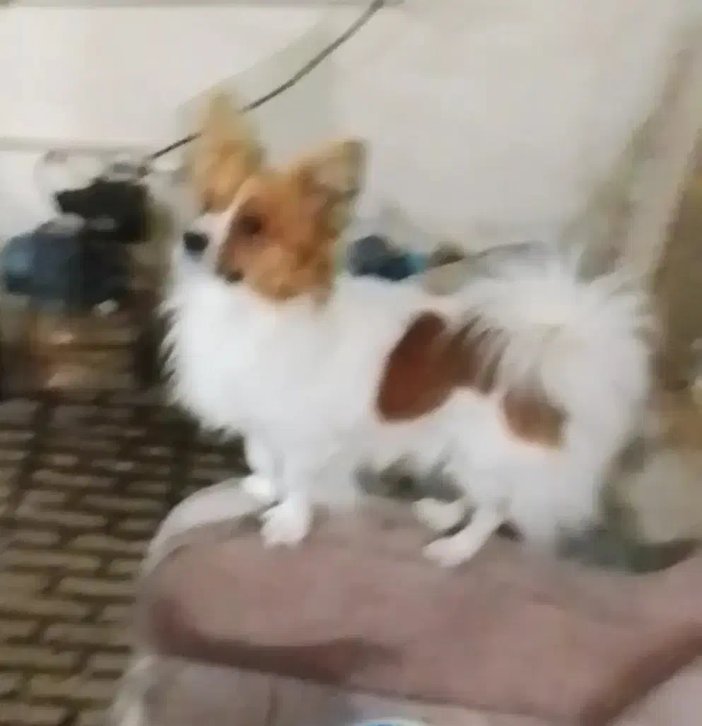 پامرین روباهی نر(پنج ملیون)|سگ|قرچک, پویینک|دیوار