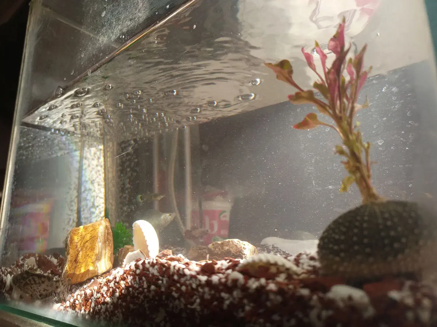 آکواریوم با پمپ اکسیژن و ۷تا ماهی مفت|ماهی|کرمان, |دیوار