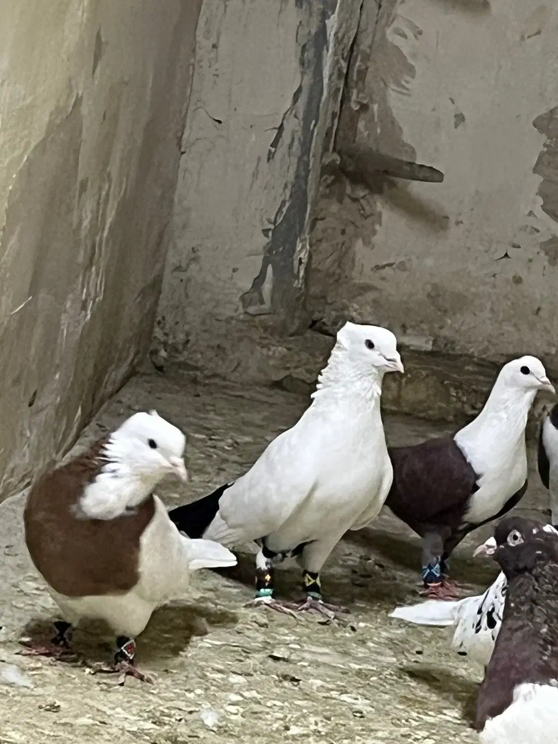 کفتر بوم|پرنده|مشهد, تلگرد|دیوار