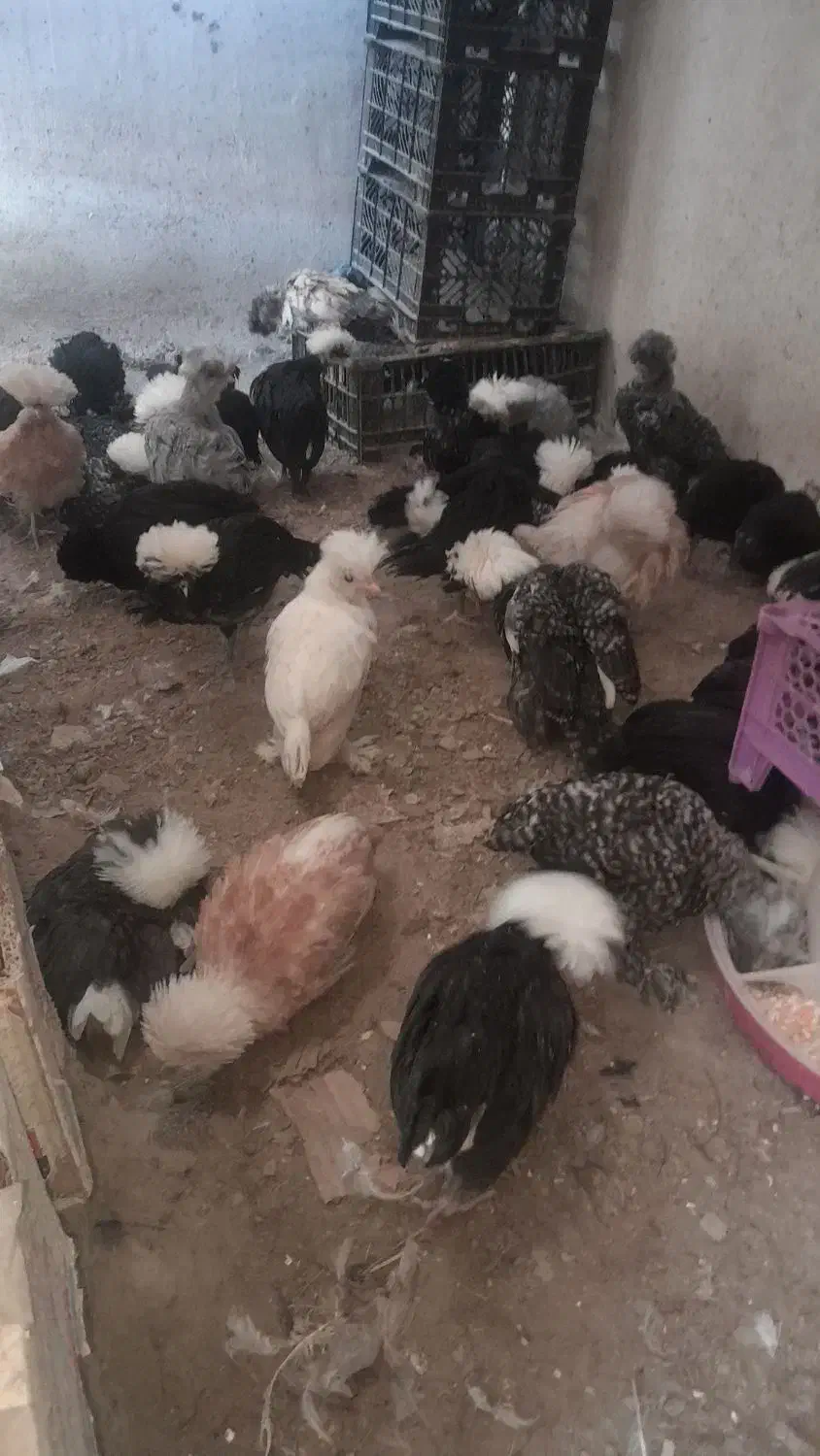 مرغ محلی|پرنده|دشتیاری, |دیوار