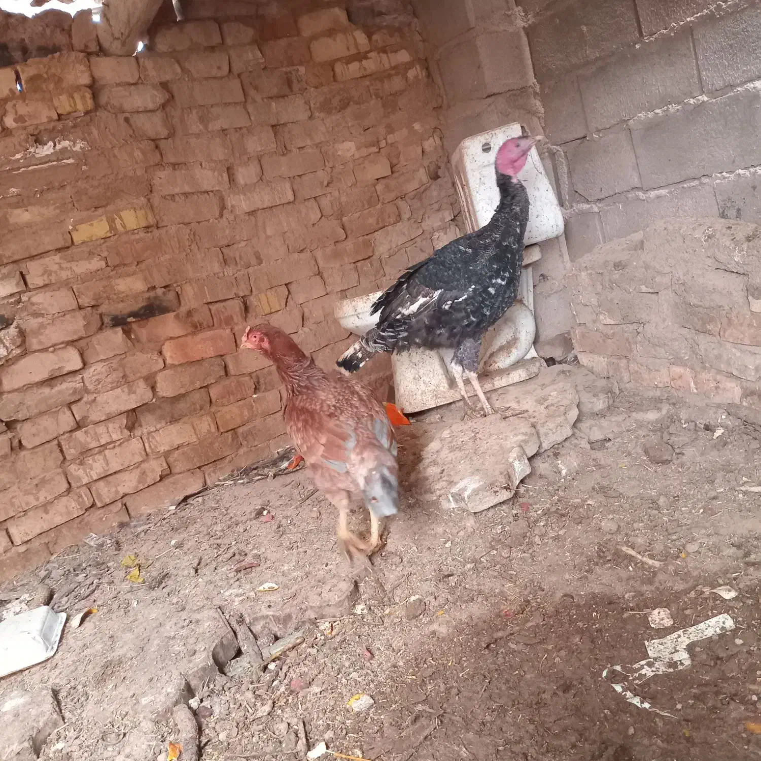 بوقلمون|حیوانات مزرعه|نیشابور, مازول|دیوار