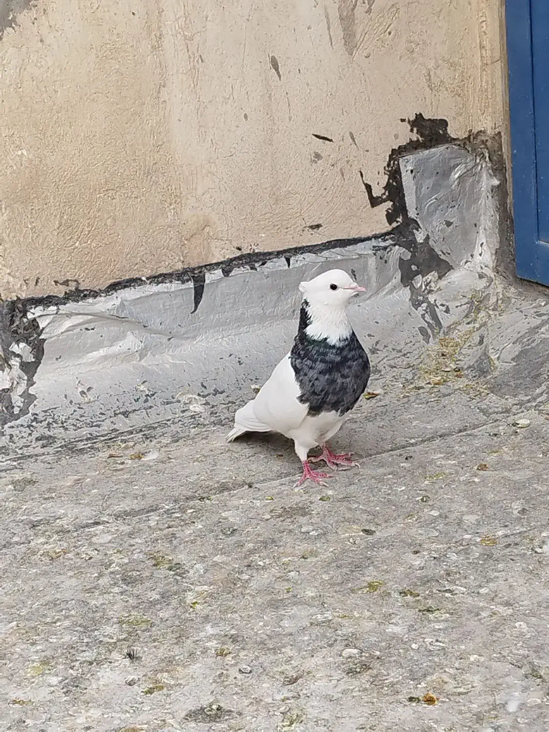 طوقی نر|پرنده|شاهین‌شهر, گرگاب|دیوار