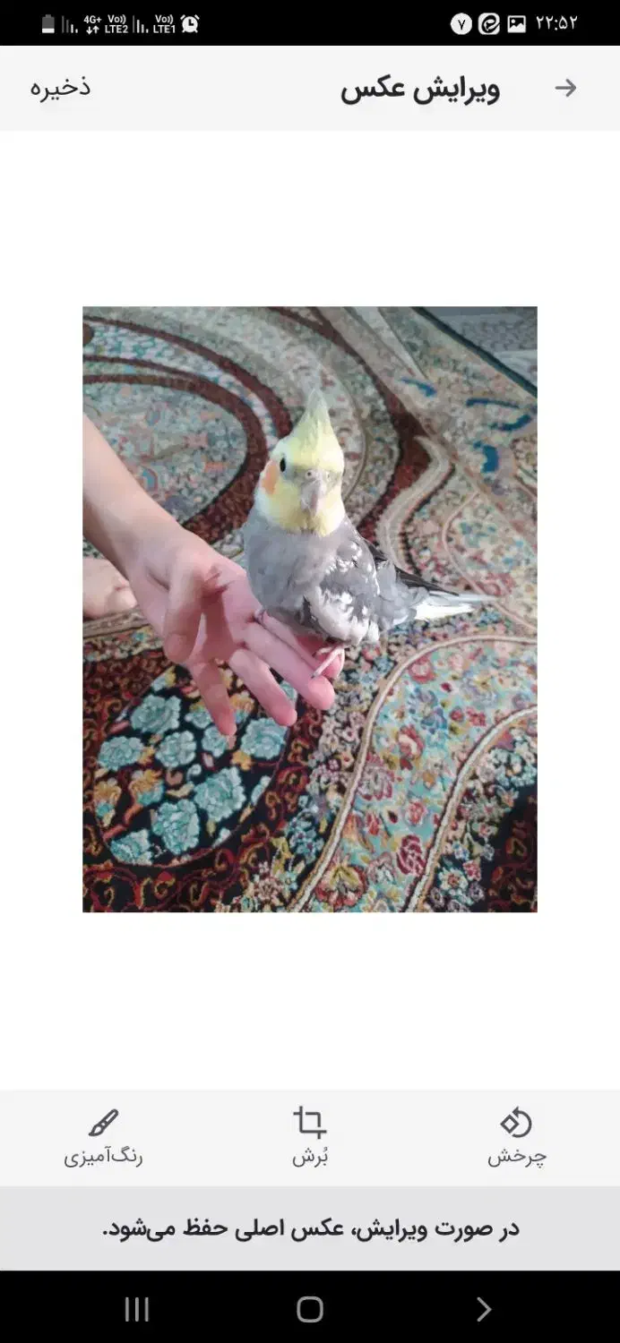 عروس هلندی|پرنده|گلستان (تهران), |دیوار