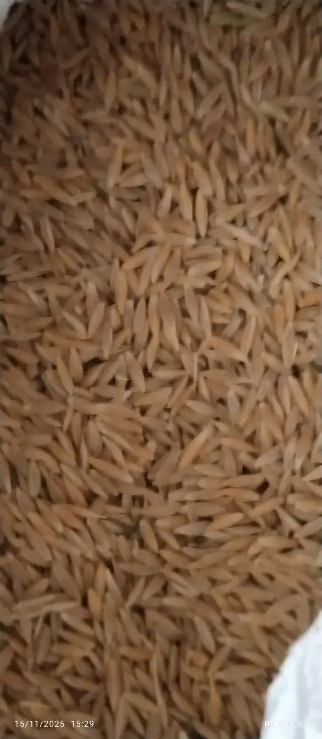 جو دیم|خوردنی و آشامیدنی|دینور, |دیوار