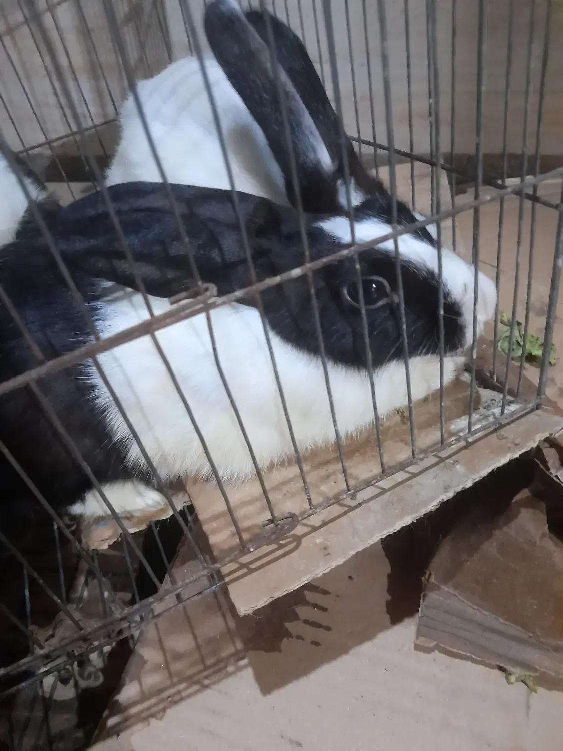 خرگوش|موش و خرگوش|بندرعباس, |دیوار