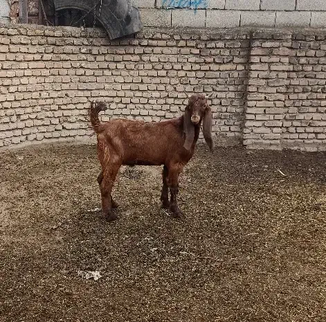 بزغاله نر پاکستانی اصل ،مخصوص تخمی|حیوانات مزرعه|آق قلا, |دیوار