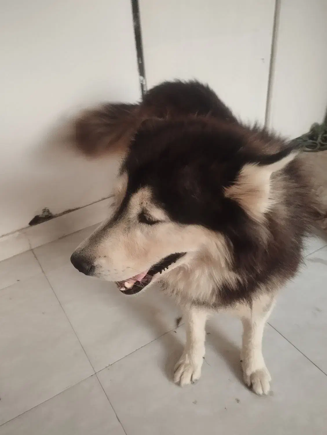 هاسکی  نر بالغ باهوش با ادب بی سر صدا|سگ|گرگان, |دیوار