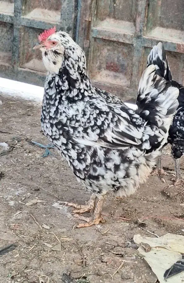 تخم مرغ گلین نطفه دار|حیوانات مزرعه|مرودشت, رامجرد یک|دیوار