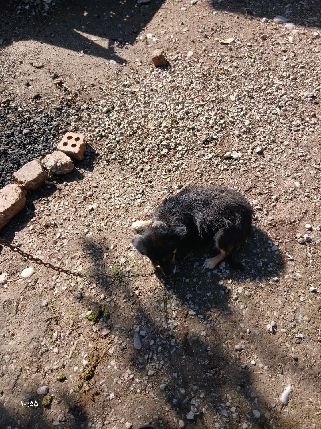 سگ اسپیتز|سگ|علی‌آباد کتول, |دیوار